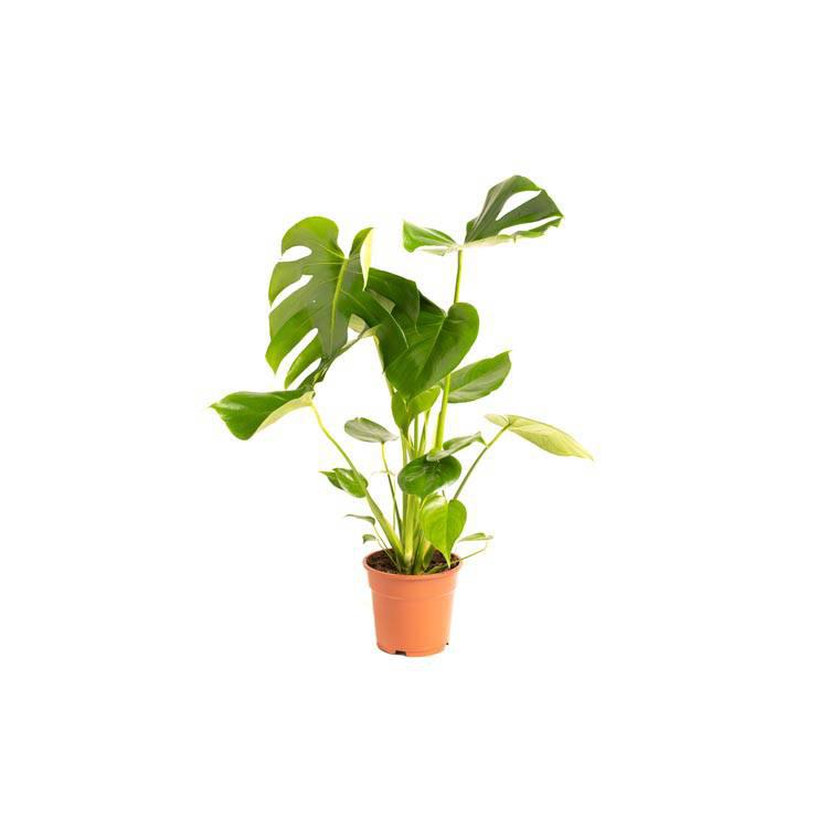 Set van 2 gatenplanten Monstera Deliciosa