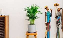 Set van 2 goudpalmen Areca