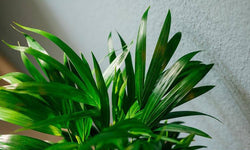 Set van 2 goudpalmen Areca