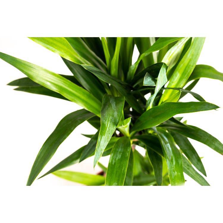 Set van 2 goudpalmen Areca