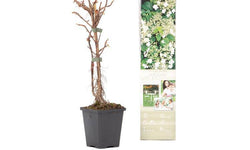 Set van 2 hortensia planten Petiolaris