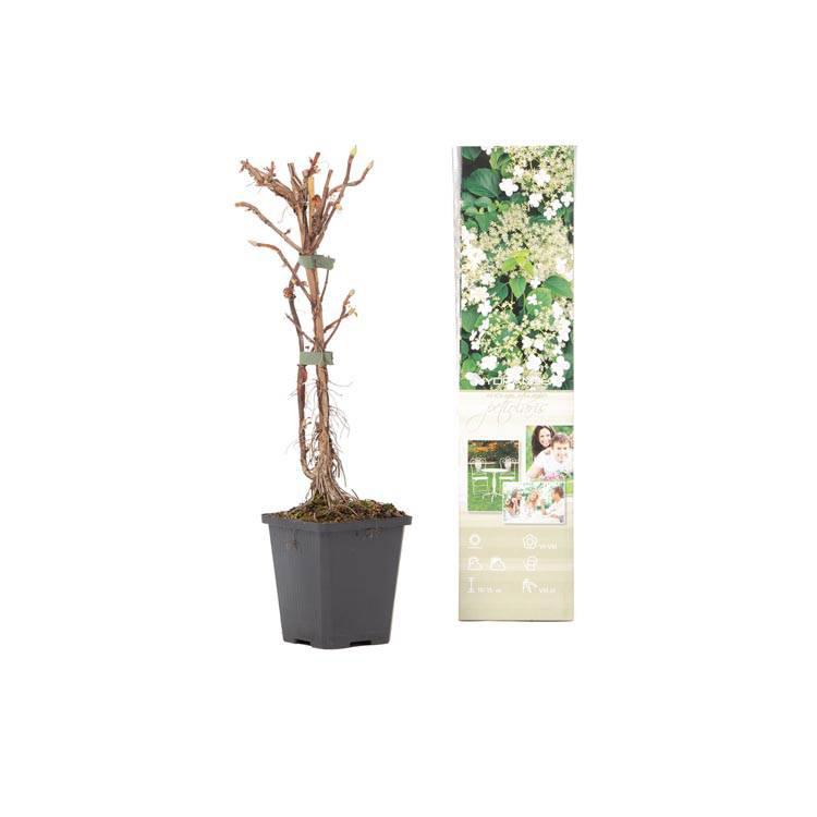 Set van 2 hortensia planten Petiolaris