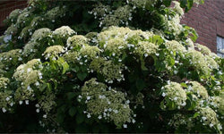 Set van 2 hortensia planten Petiolaris