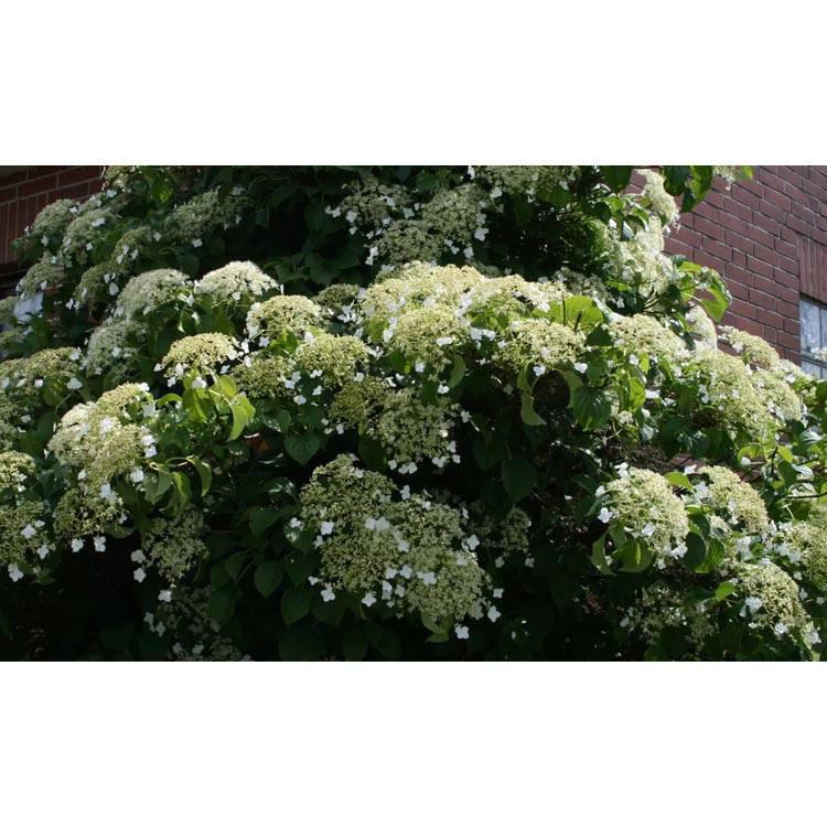 Set van 2 hortensia planten Petiolaris