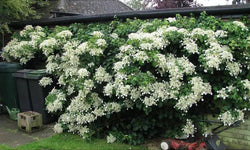 Set van 2 hortensia planten Petiolaris
