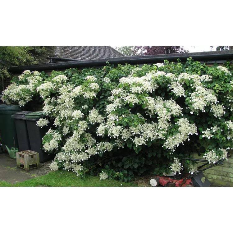 Set van 2 hortensia planten Petiolaris