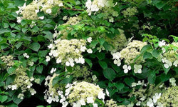 Set van 2 hortensia planten Petiolaris