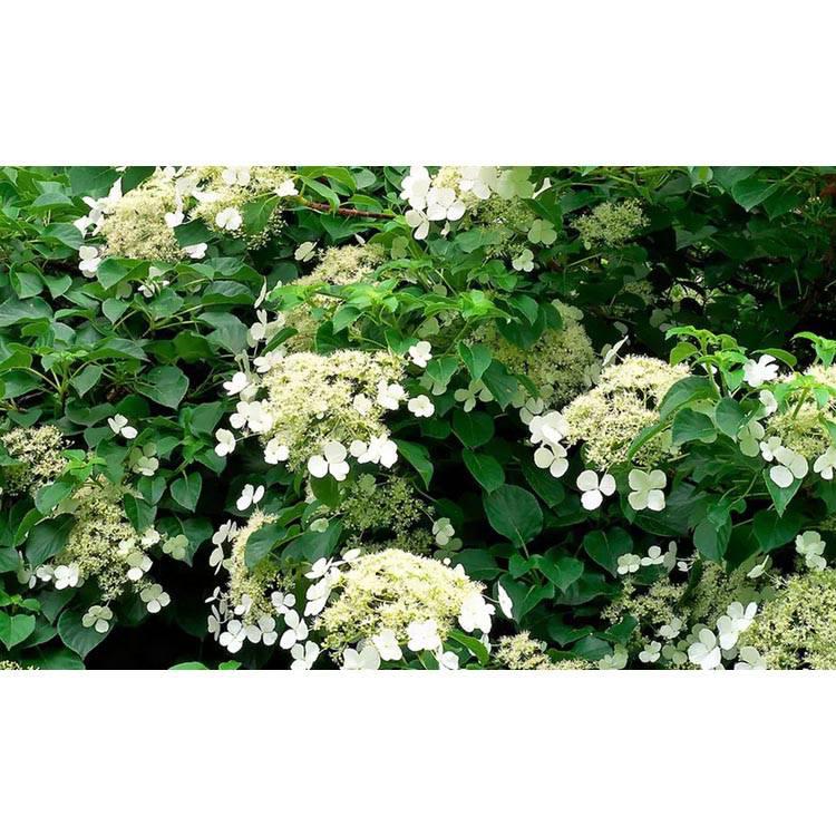 Set van 2 hortensia planten Petiolaris