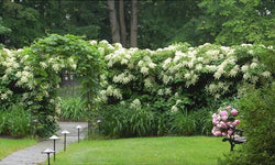 Set van 2 hortensia planten Petiolaris
