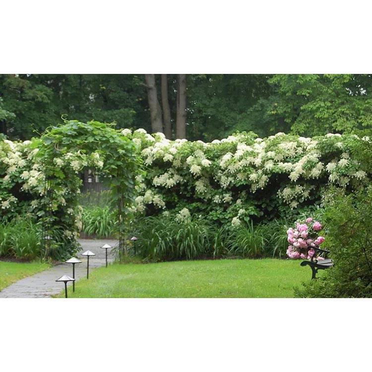 Set van 2 hortensia planten Petiolaris