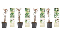 Set van 2 hortensia planten Petiolaris