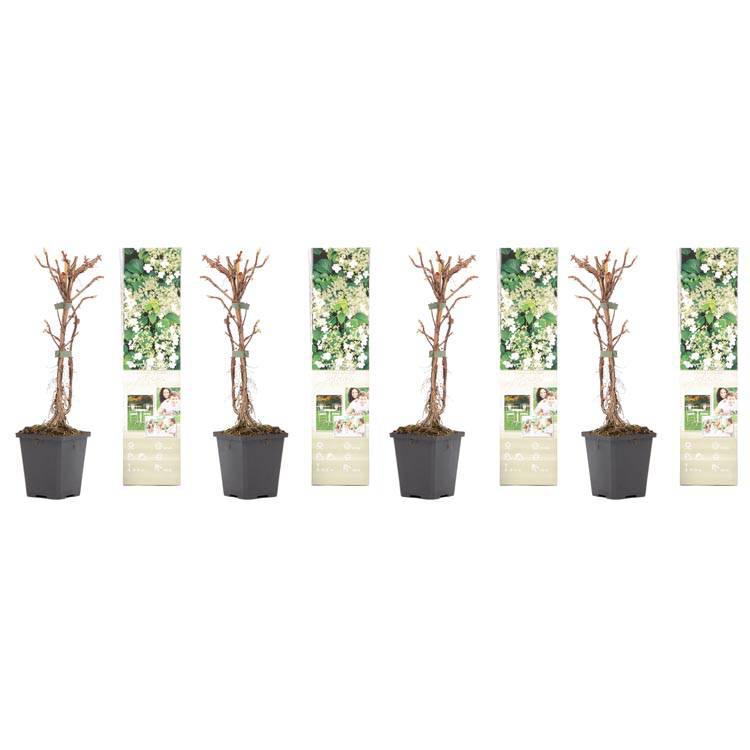 Set van 2 hortensia planten Petiolaris