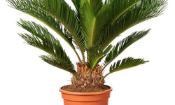 Set van 2 Japanse sagopalmen Cycas Revoluta