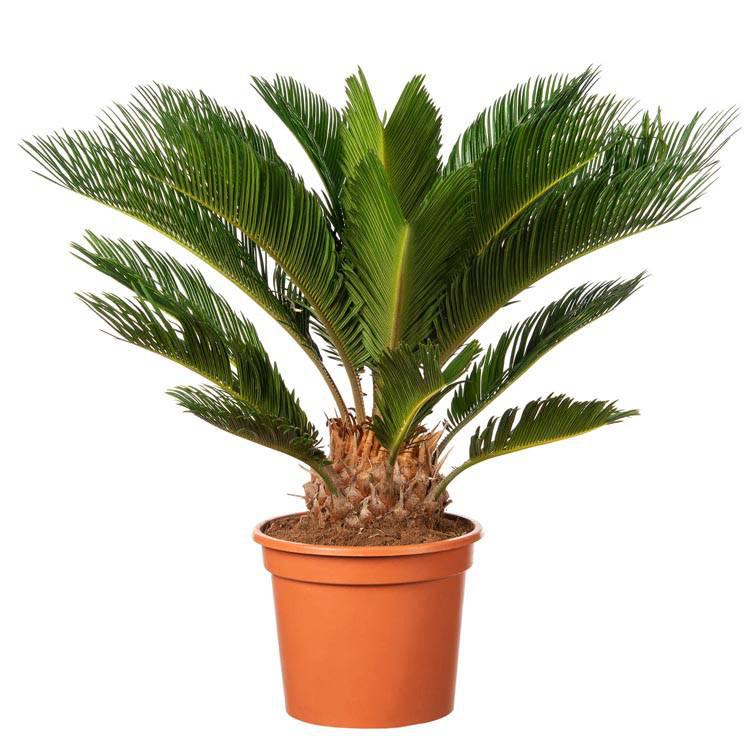 Set van 2 Japanse sagopalmen Cycas Revoluta