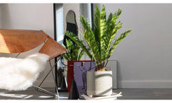 Set van 2 Japanse sagopalmen Cycas Revoluta