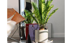 Set van 2 Japanse sagopalmen Cycas Revoluta