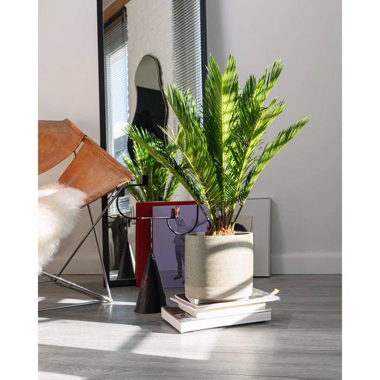 Set van 2 Japanse sagopalmen Cycas Revoluta