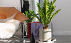 Set van 2 Japanse sagopalmen Cycas Revoluta