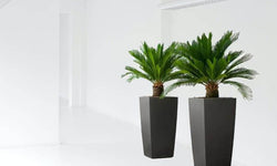 Set van 2 Japanse sagopalmen Cycas Revoluta