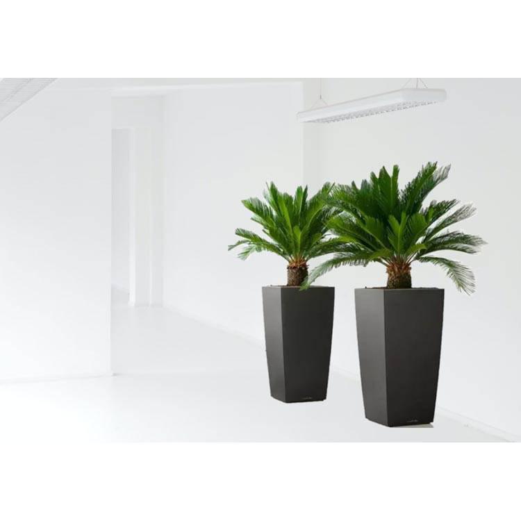 Set van 2 Japanse sagopalmen Cycas Revoluta
