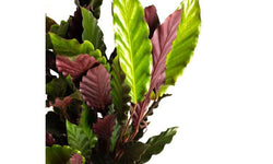 Set van 2 kamerplanten Calathea