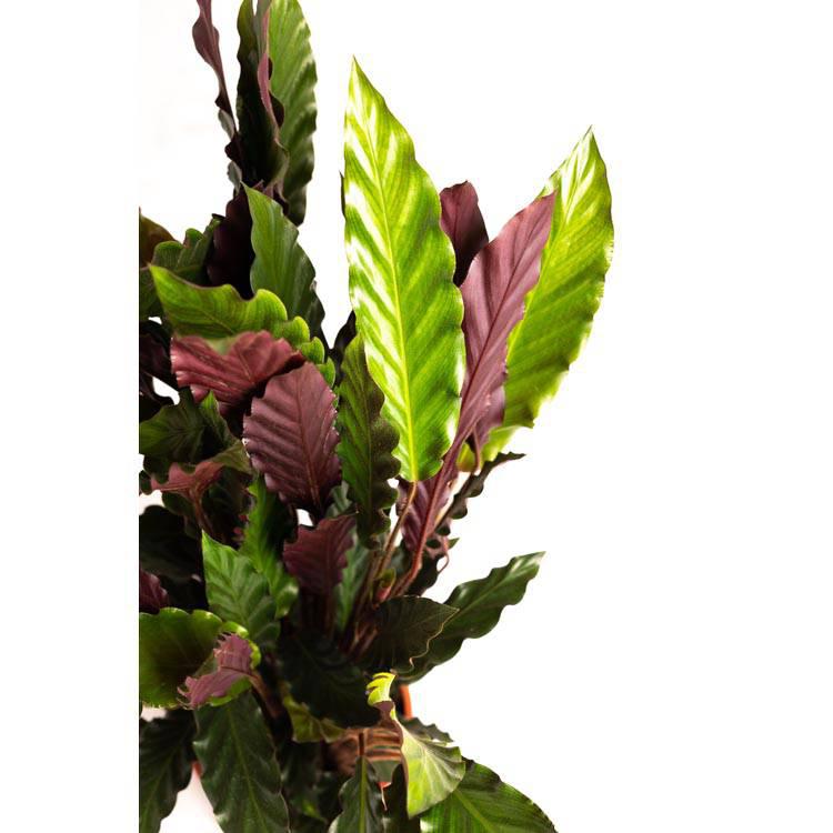 Set van 2 kamerplanten Calathea
