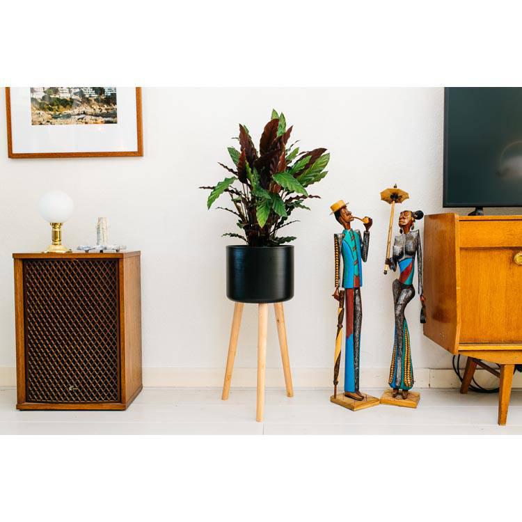 Set van 2 kamerplanten Calathea