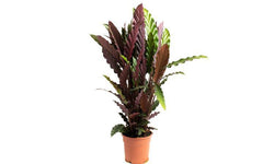 Set van 2 kamerplanten Calathea
