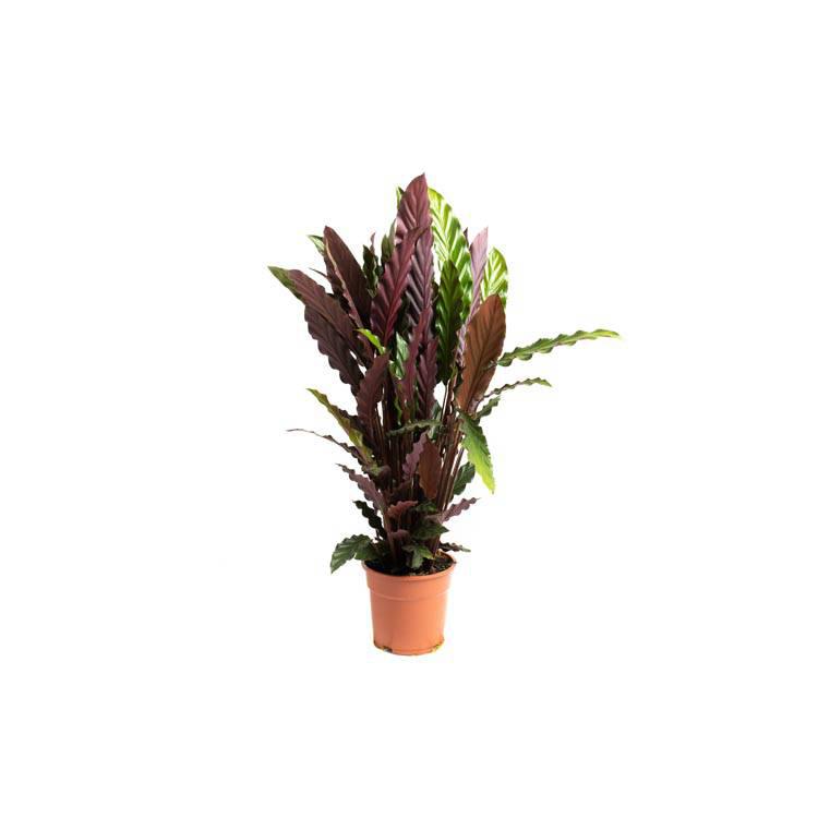 Set van 2 kamerplanten Calathea