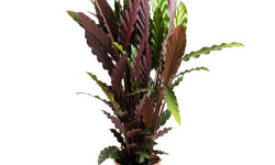 Set van 2 kamerplanten Calathea