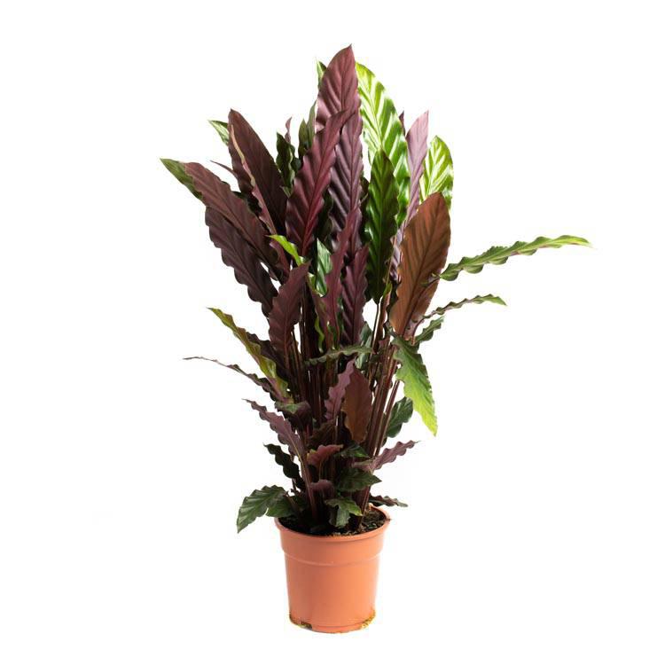 Set van 2 kamerplanten Calathea
