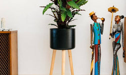Set van 2 kamerplanten Calathea