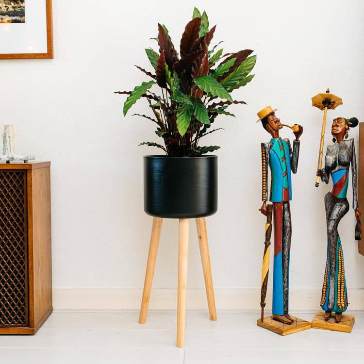 Set van 2 kamerplanten Calathea