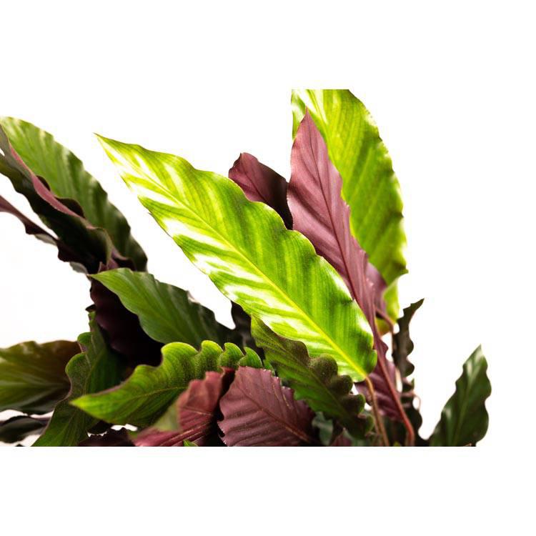 Set van 2 kamerplanten Calathea