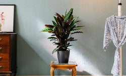 Set van 2 kamerplanten Calathea