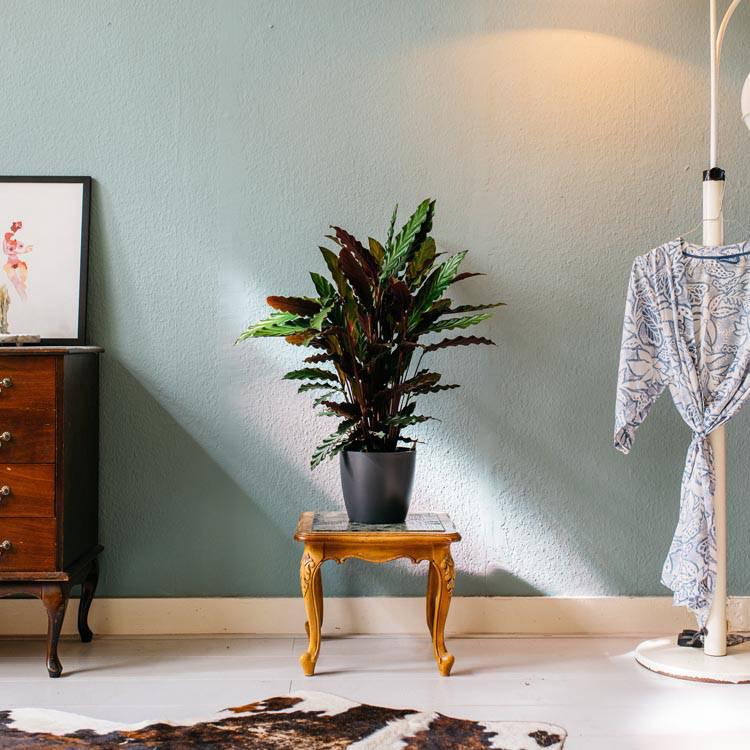 Set van 2 kamerplanten Calathea