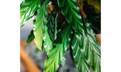 Set van 2 kamerplanten Calathea