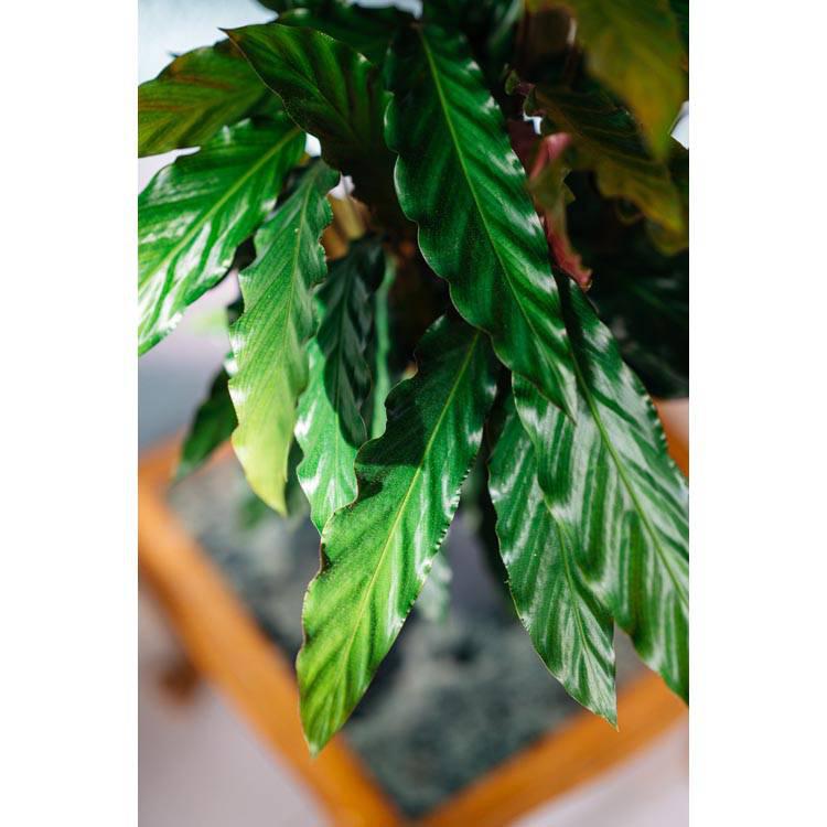 Set van 2 kamerplanten Calathea