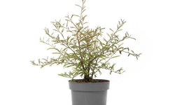 Set van 2 kamerplanten Dixie Pink