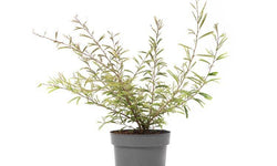 Set van 2 kamerplanten Dixie Pink