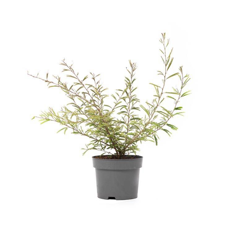 Set van 2 kamerplanten Dixie Pink