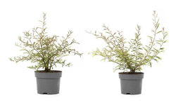 Set van 2 kamerplanten Dixie Pink