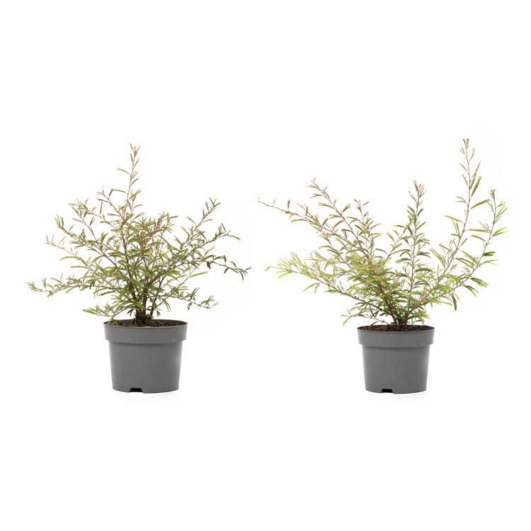 Set van 2 kamerplanten Dixie Pink