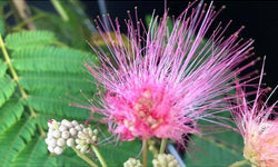 Set van 2 kamerplanten Dixie Pink