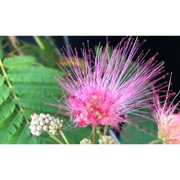 Set van 2 kamerplanten Dixie Pink