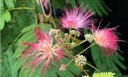 Set van 2 kamerplanten Dixie Pink