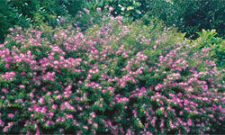 Set van 2 kamerplanten Dixie Pink