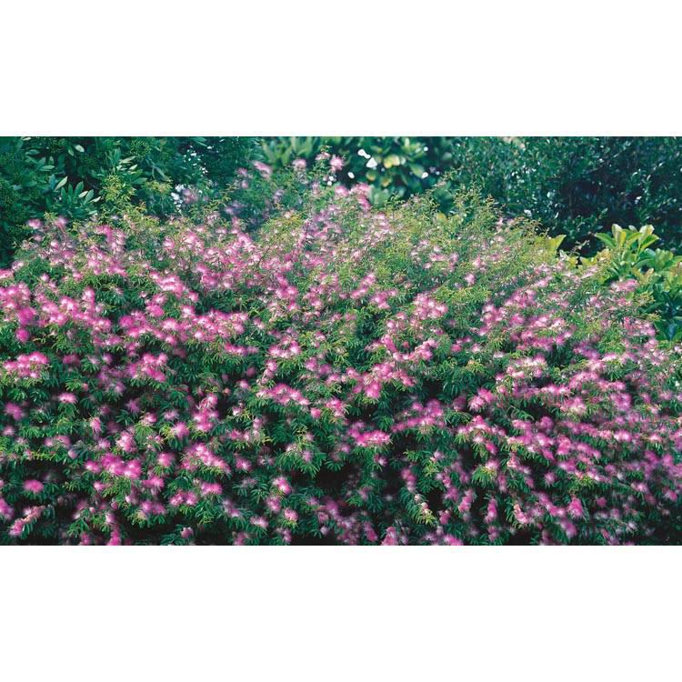 Set van 2 kamerplanten Dixie Pink