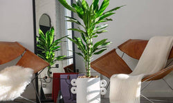 Set van 2 kamerplanten Dracaena Janet Lind