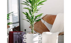Set van 2 kamerplanten Dracaena Janet Lind
